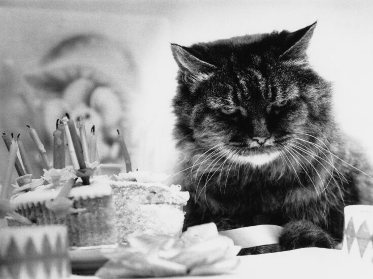 Ian Hislop’s diary: As I turn 60 I have been the subject of several jokes, featuring both my cat and the Grim Reaper
